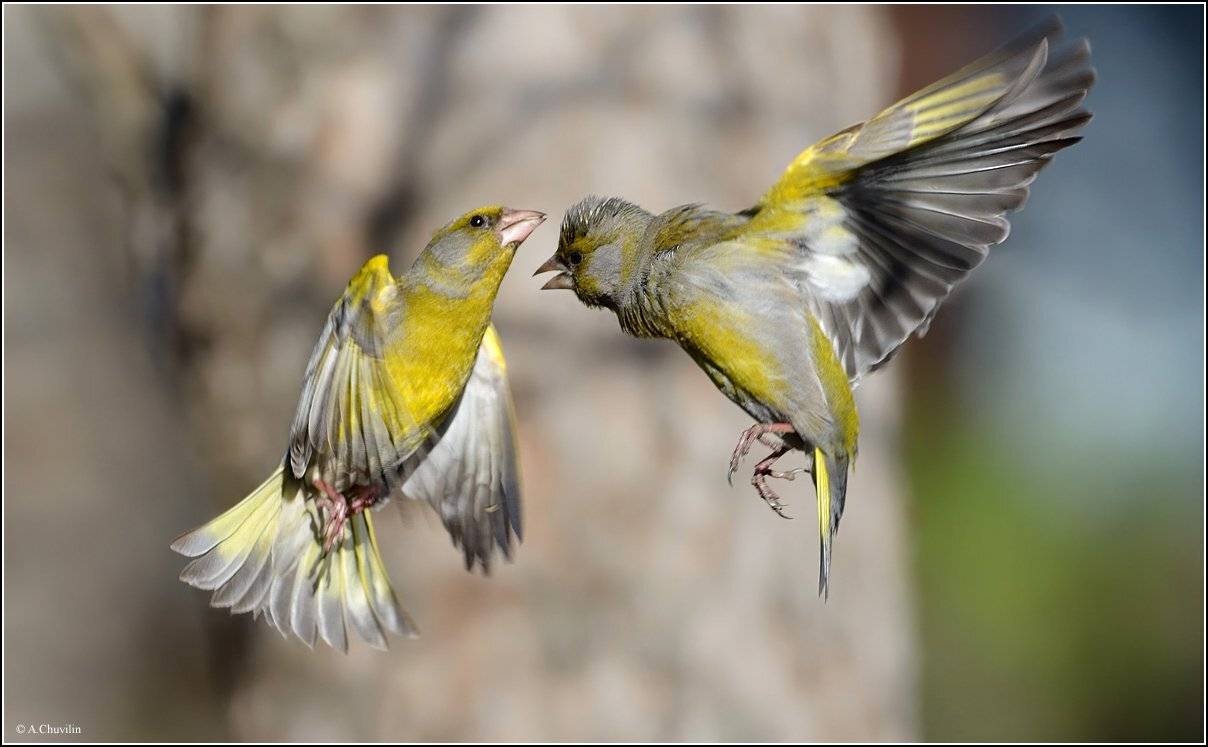 зеленушки,ссора,разборки, Александр Чувилин