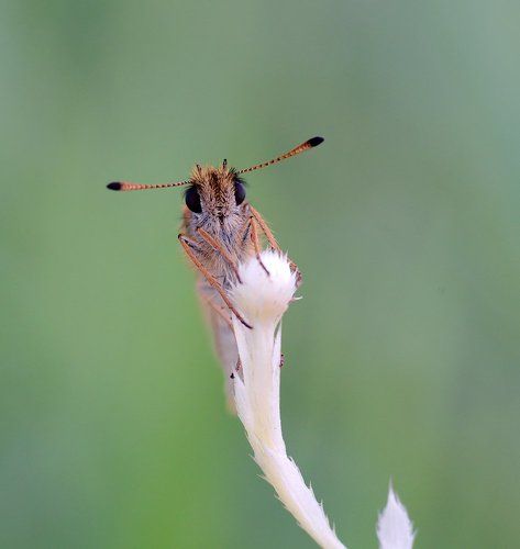 Толстоголовка