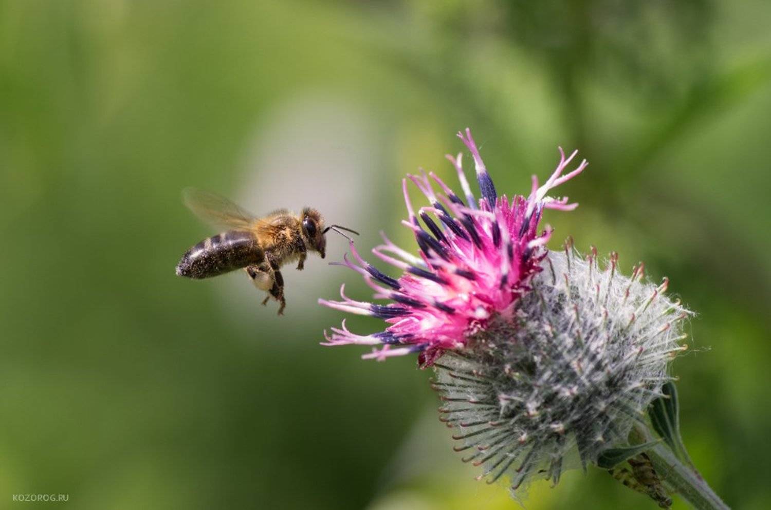 , Ирина Козорог