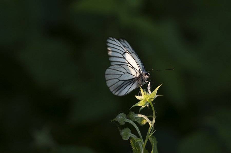 , Григорий Пиль