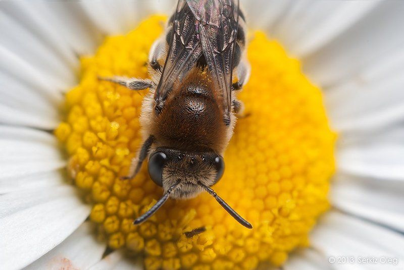 Opposition фото превью
