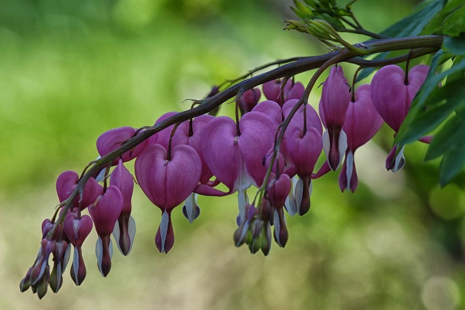 , Срђан Васиљевић