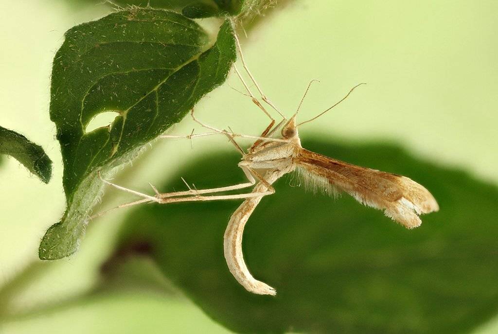 , Сергей Таланов