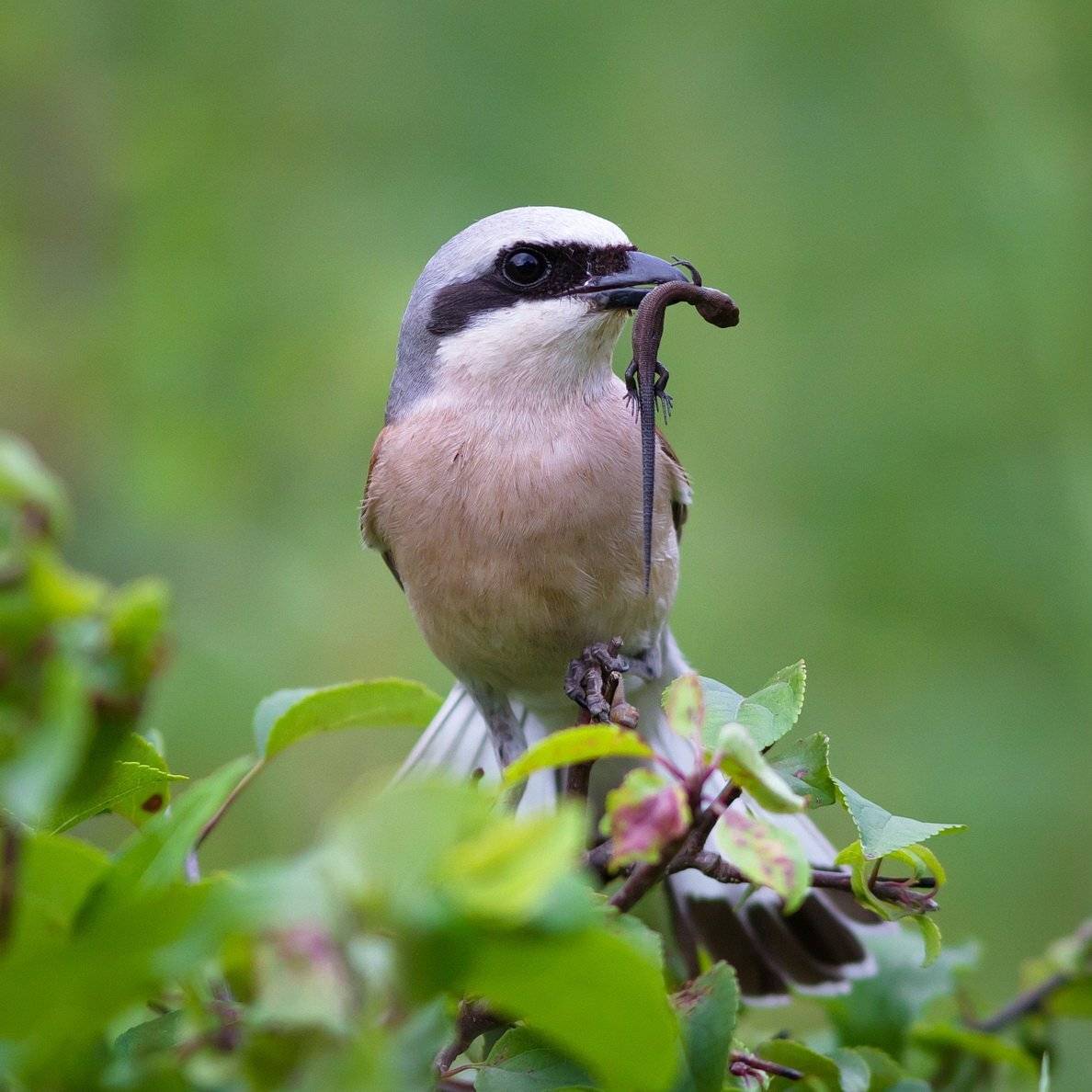 , Вилюнов Дмитрий