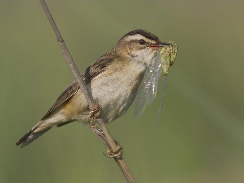 Камышевка-барсучок (Acrocephalus schoenobaenus)