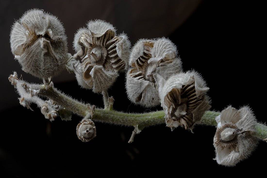 , Качурин Алексей