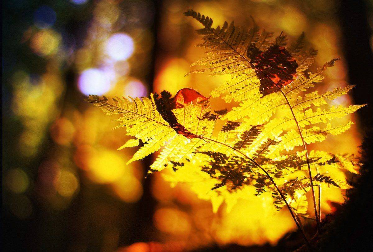 , Михаил  Пилипенко