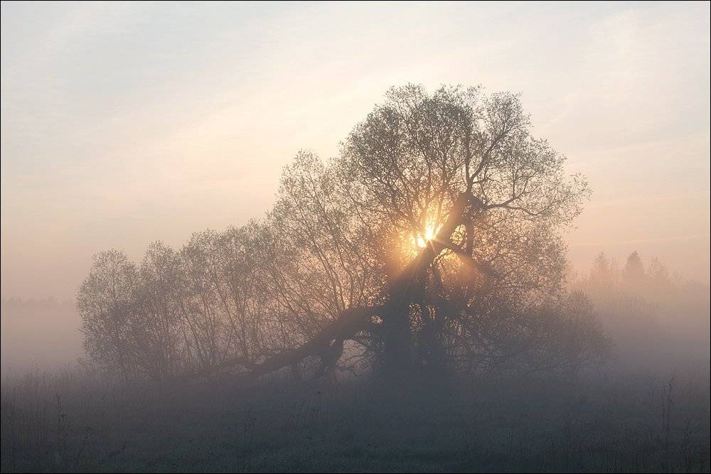 ива, утро, туман, май,, Victor Pechenev