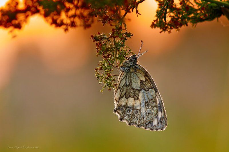 ***** фото превью