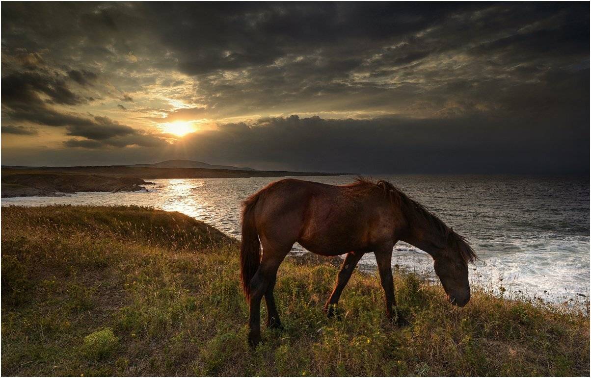 , Румен Паисиев