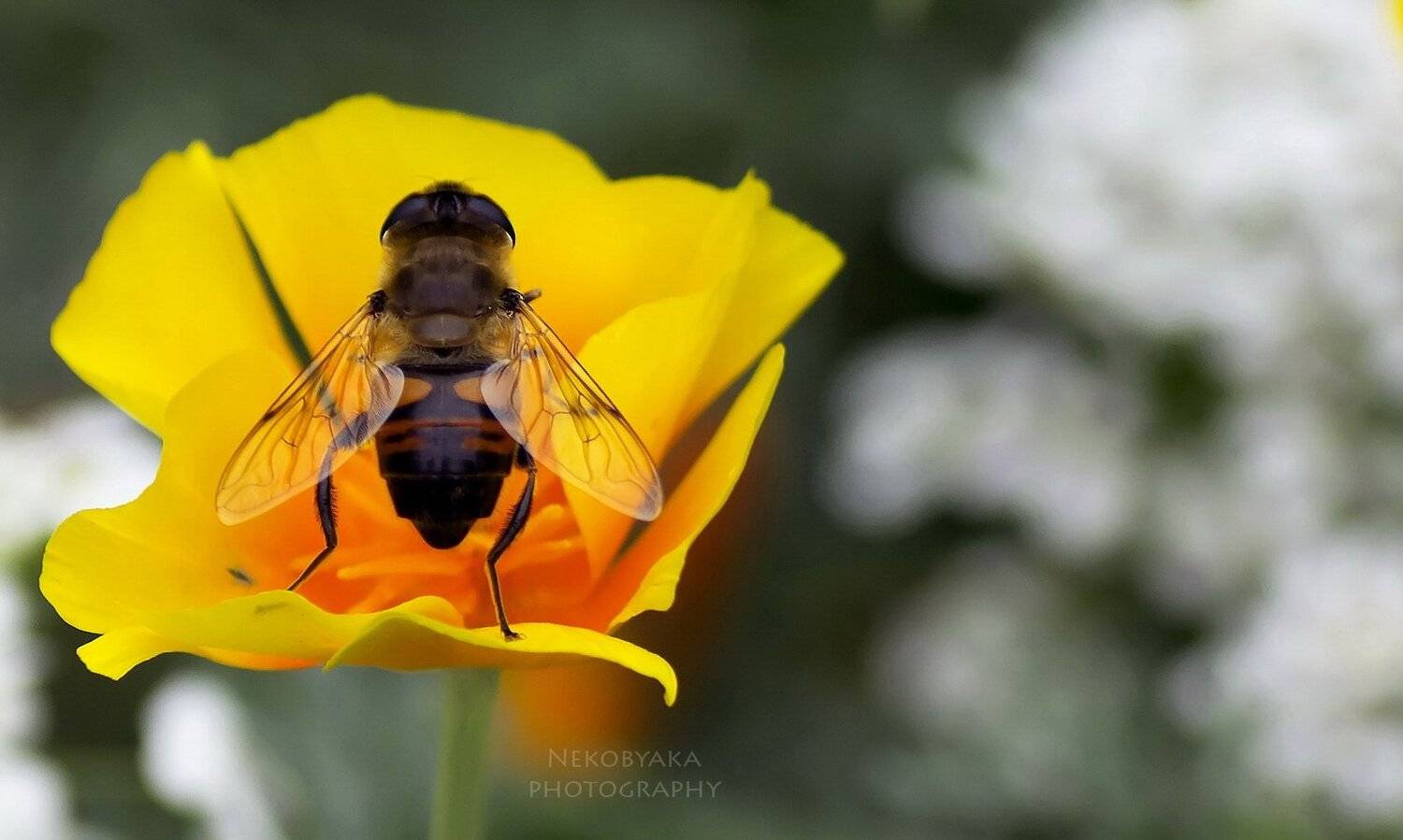 , Мамакова Анжелика