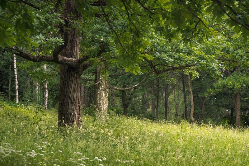 * * * фото превью