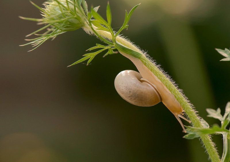 Ещё три дня и дома фото превью