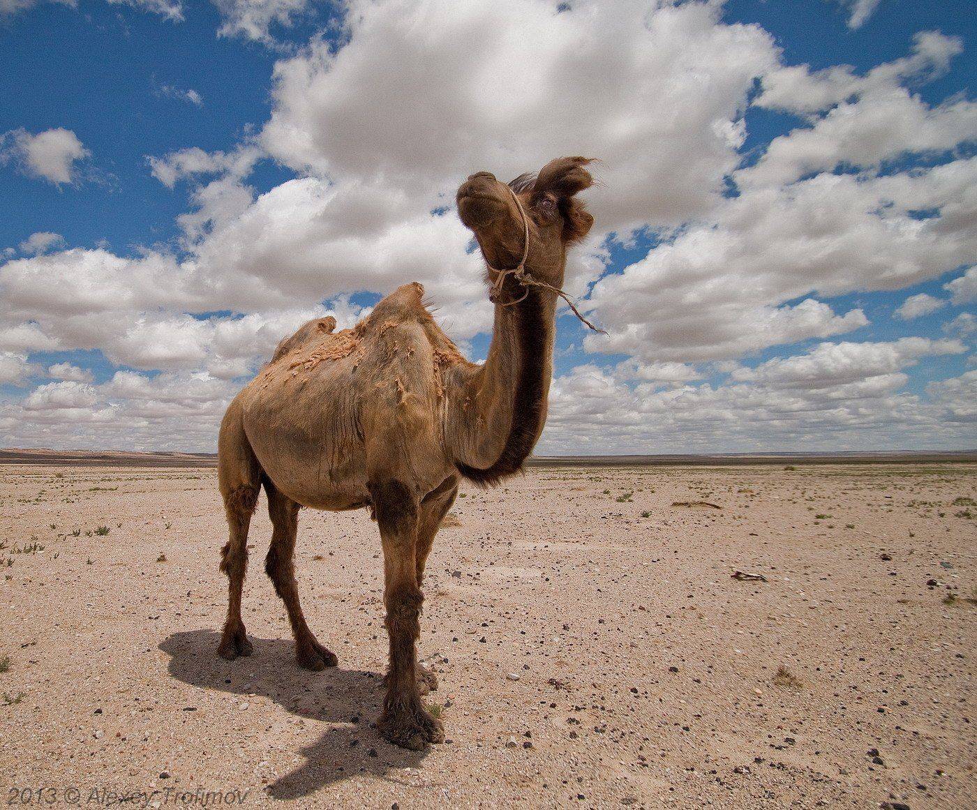 , Алексей Трофимов