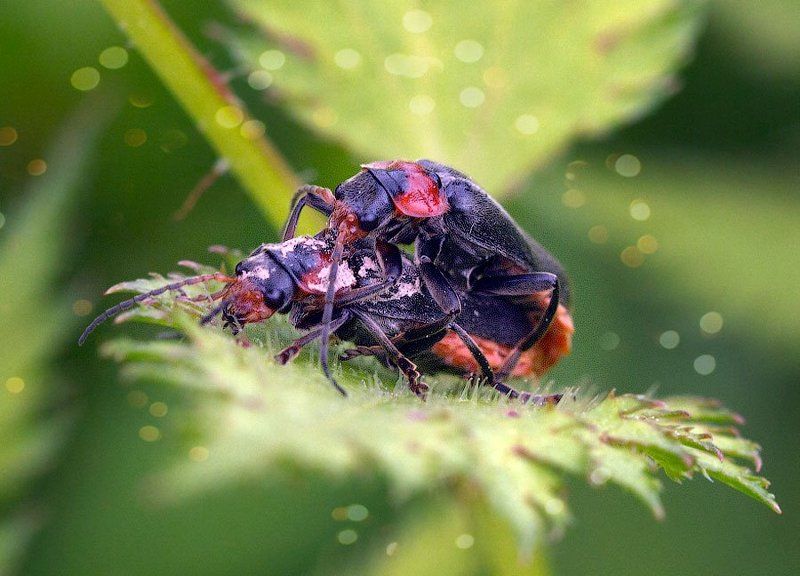 битый небитого везет фото превью