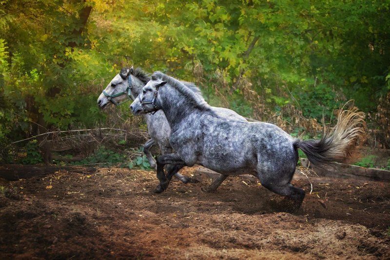 *** фото превью