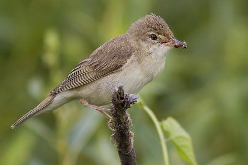 Болотная камышевка (Acrocephalus palustris)