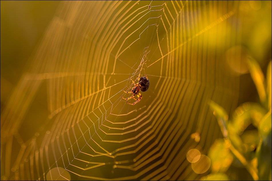 , Бурлов Андрей