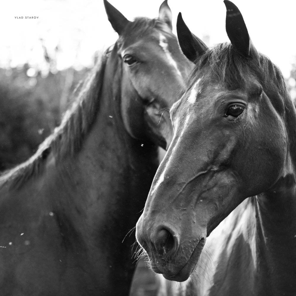 , Владислав Старов