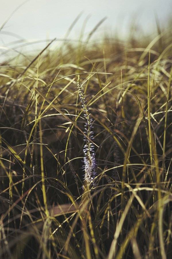 , Григорий Пиль