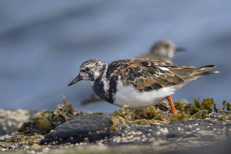 Kамнешарка (Arenaria interpres) фото превью