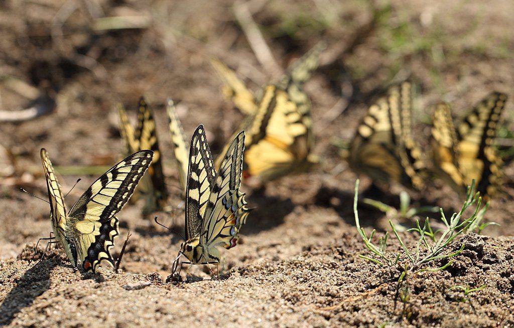 , Сергей Таланов
