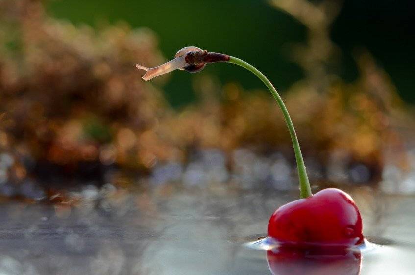 улитка, Вячеслав Мищенко