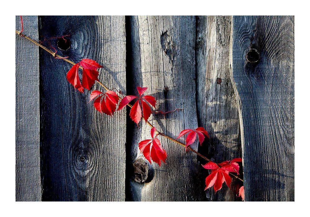 забор, дикий виноград, сентябрь, сучки, доски,, Victor Pechenev