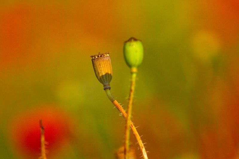 Poppyhead фото превью