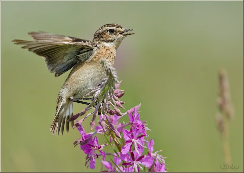 птицы, природа, луговой чекан, лето, saxicola rubetra Чеканы фото превью