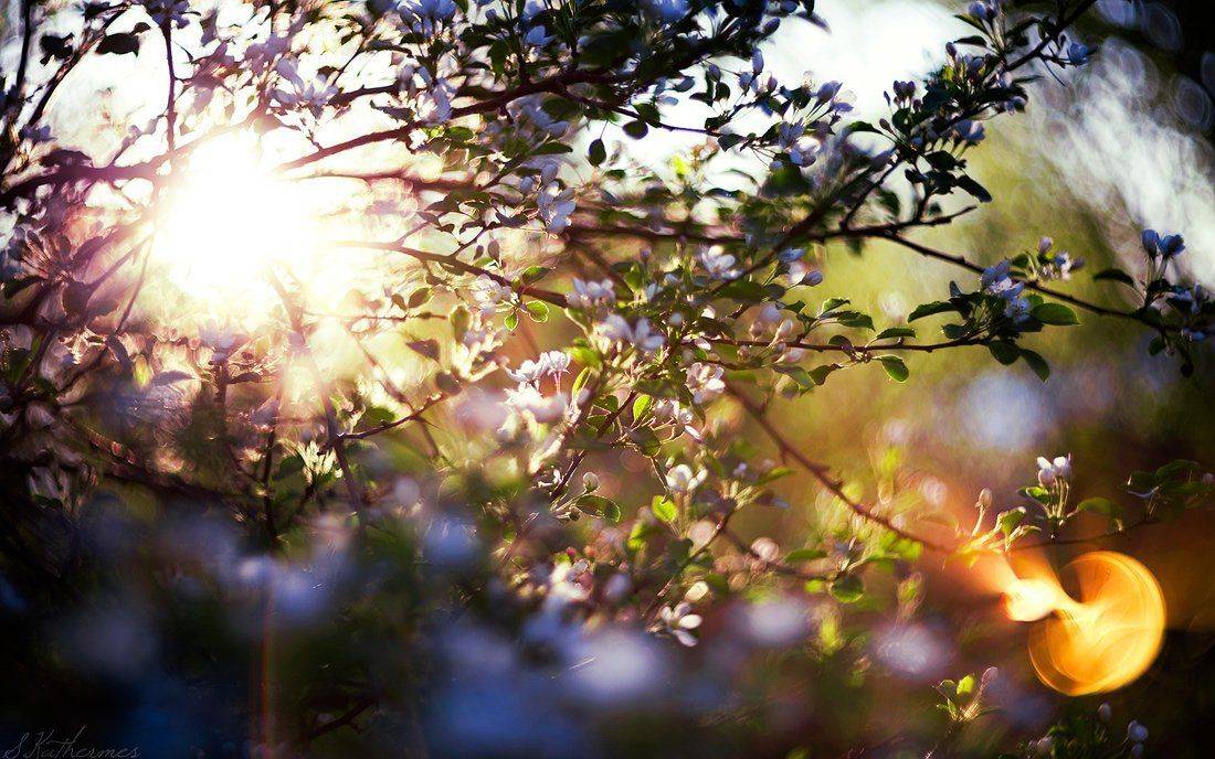 , София Катермес