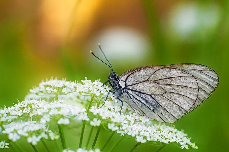 боярышница, aporia, crataegi, l Боярышница Aporia crataegi L фото превью
