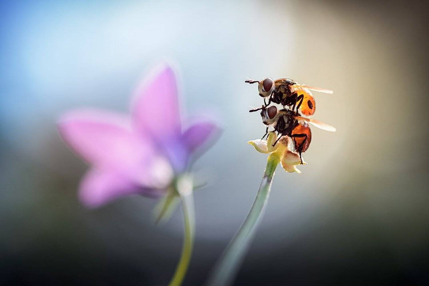, Александр Чорный