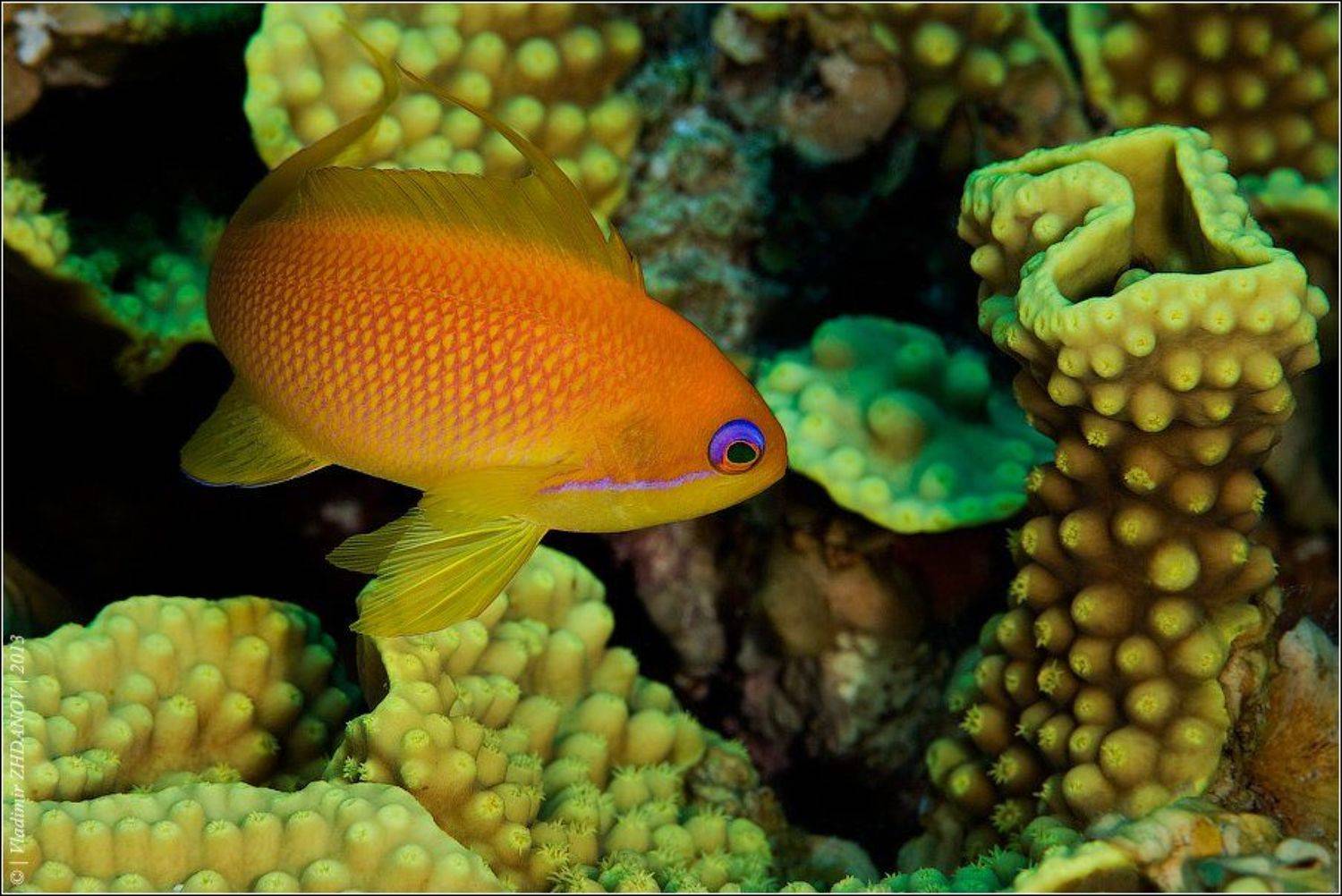 , Владимир Жданов