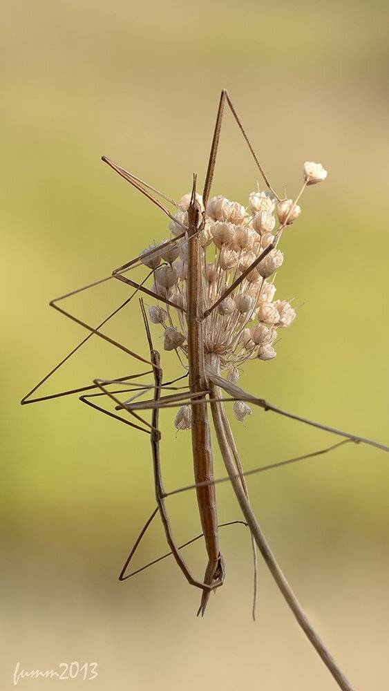 , Игорь ФУММ