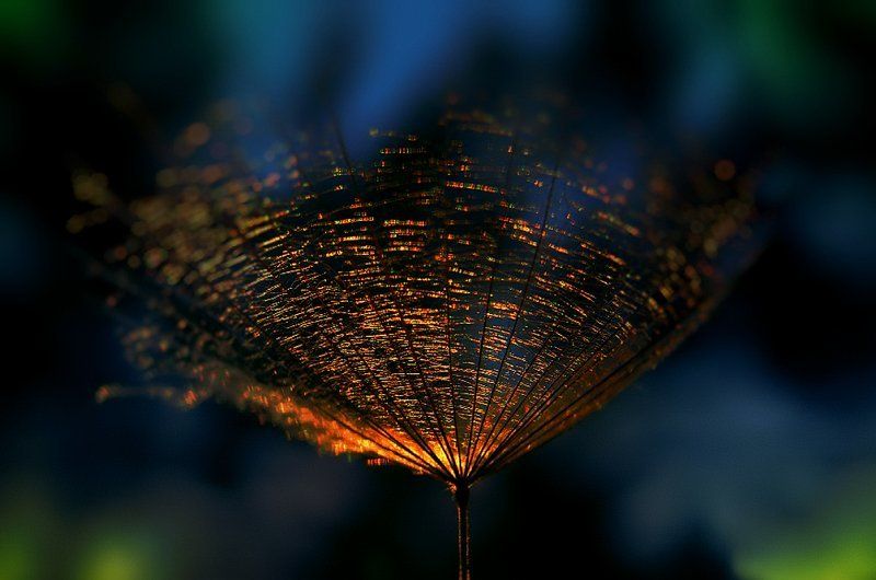 wake,macro,dandelion,light,foil հերոս фото превью