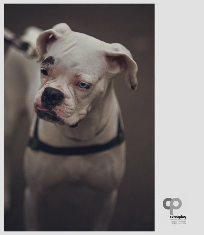 Boxer фото превью