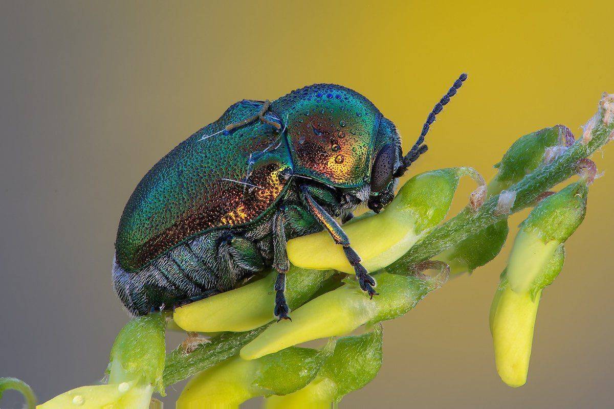 , Вадим Ходаковский
