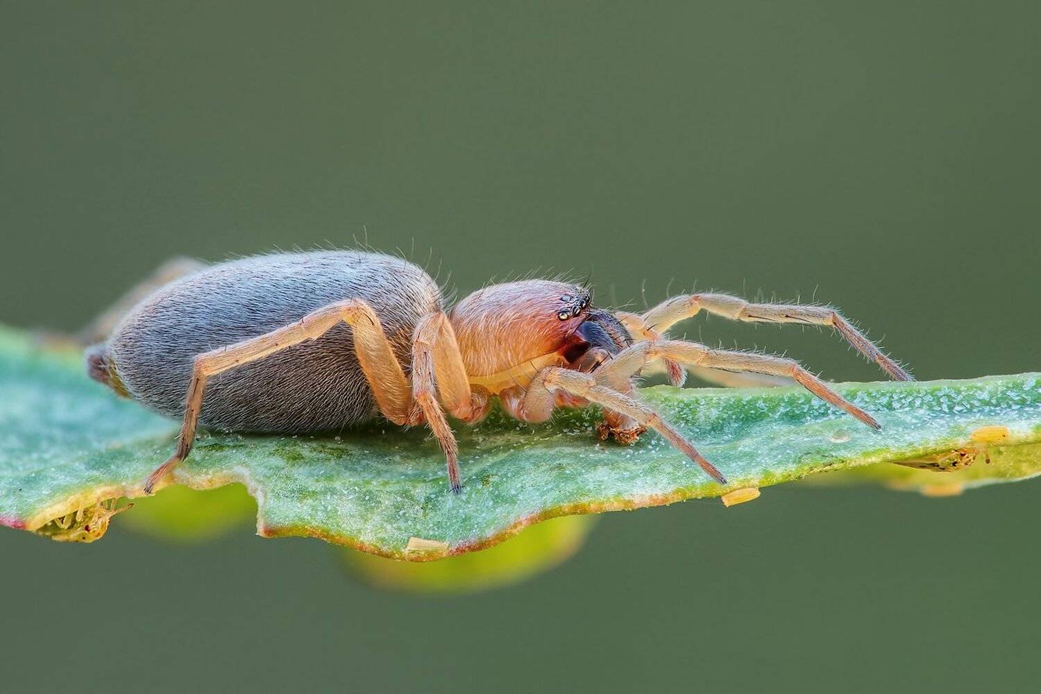 , Вадим Ходаковский