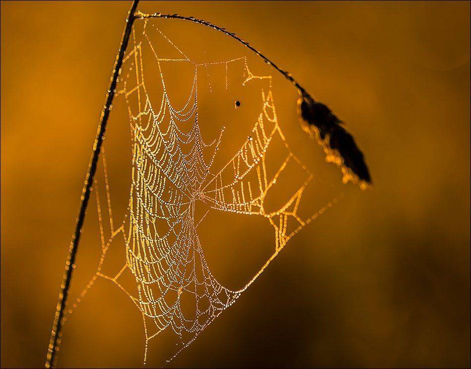 , Бурлов Андрей