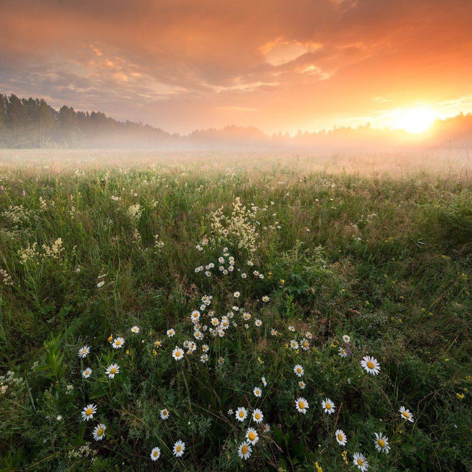 , Александр Гоголин