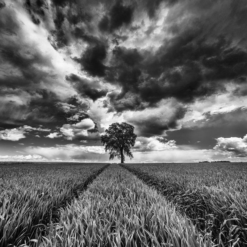 lonely tree фото превью