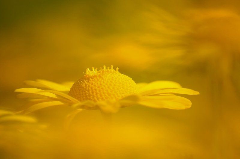 Yellow фото превью