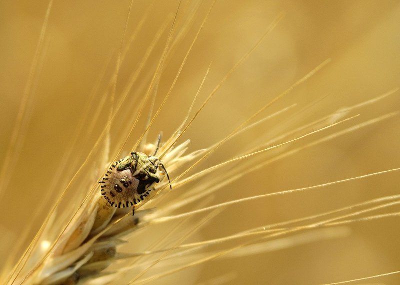 Виды на урожай фото превью