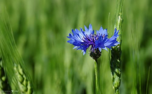 Тоже сорняк, но снятый раньше...