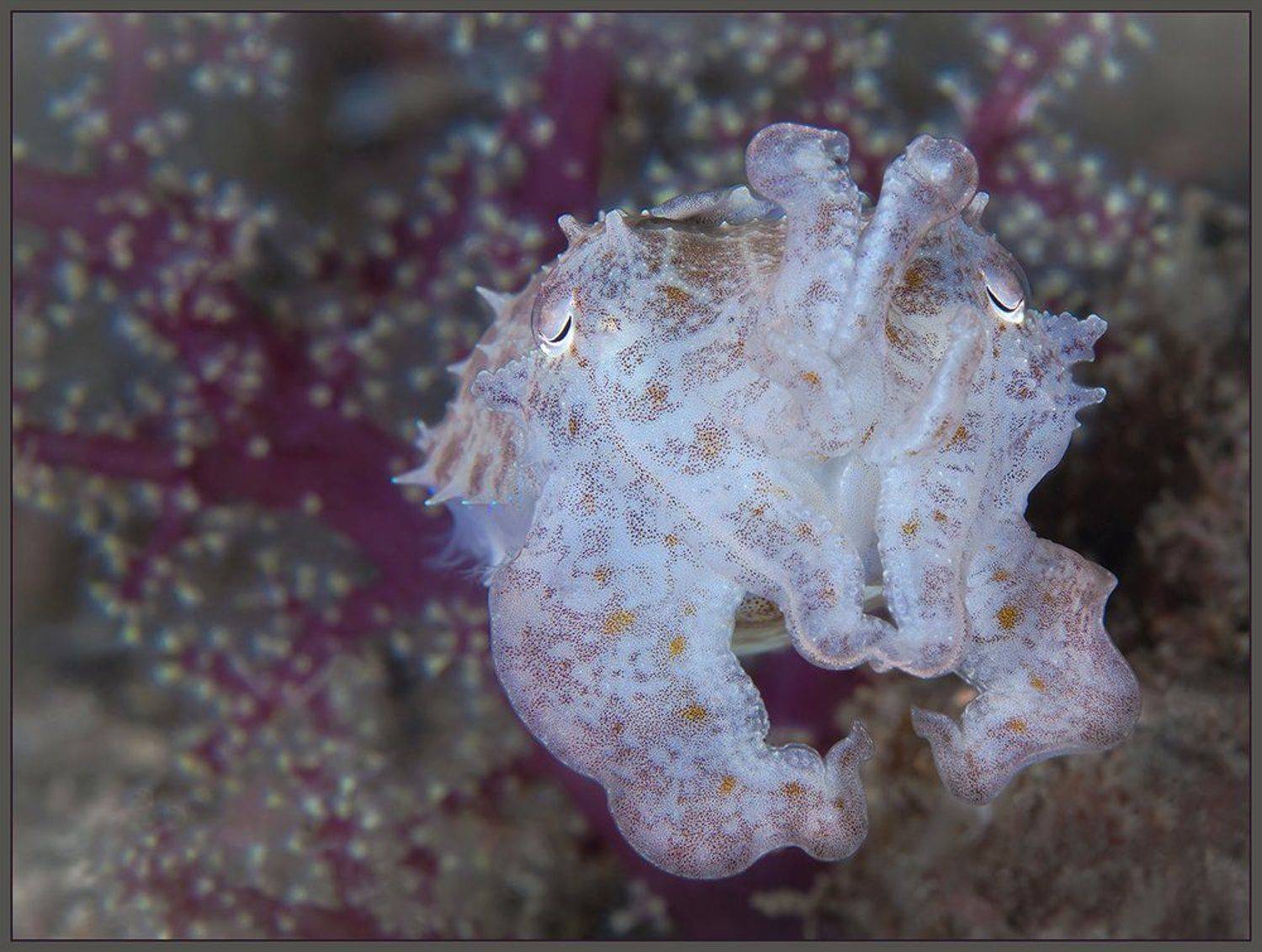 , Нонна Покрас