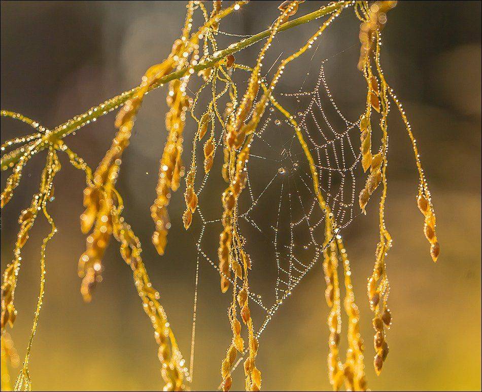 , Бурлов Андрей