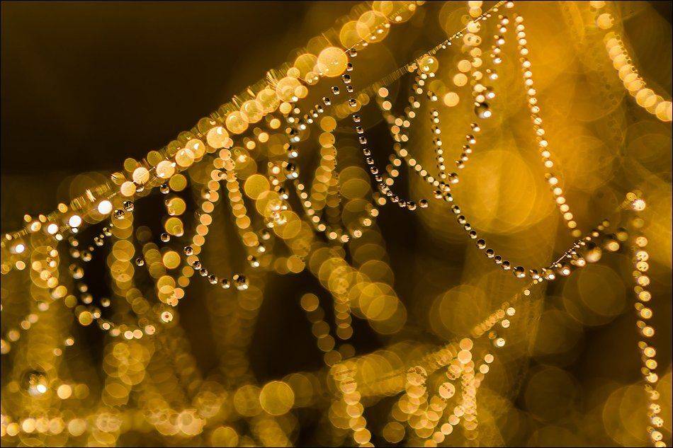 , Бурлов Андрей