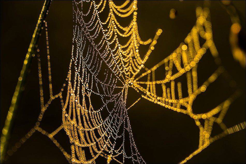 , Бурлов Андрей