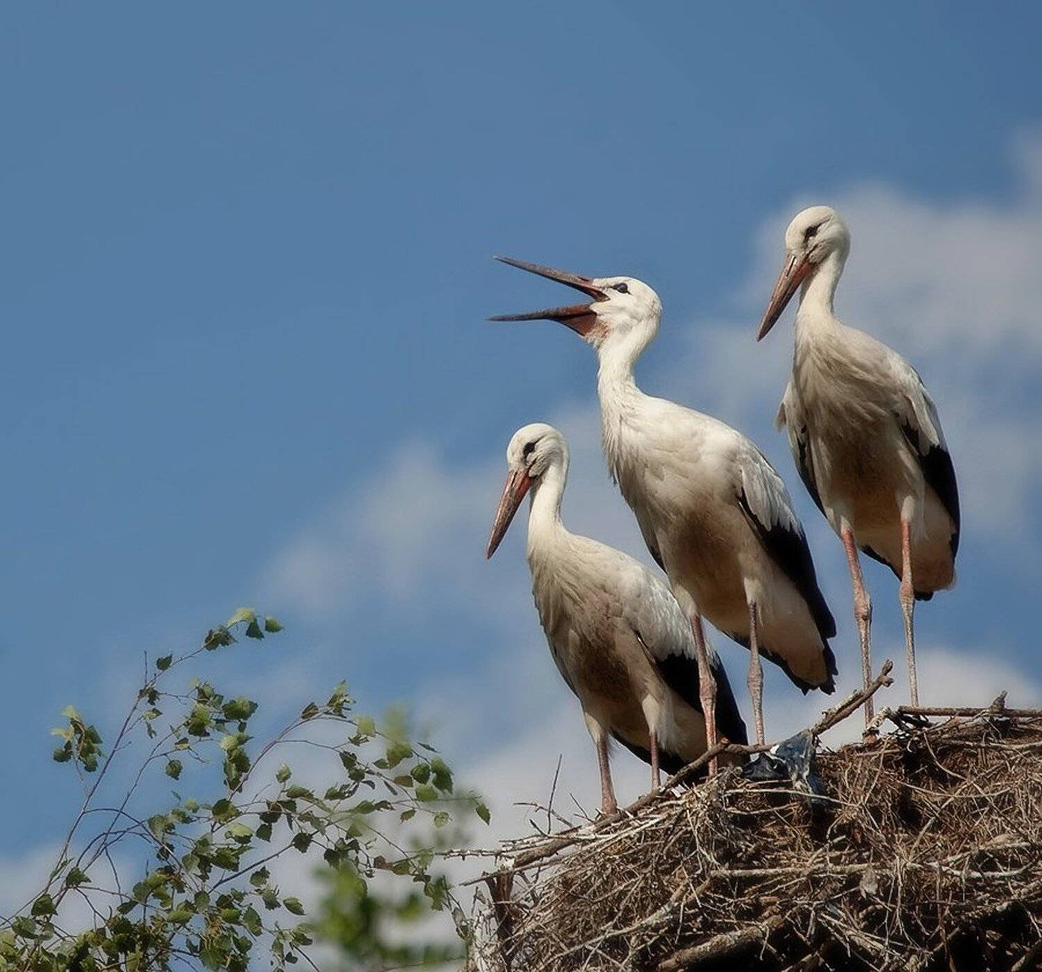 , Михаил Агеев